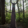 Deadly Roots - Giant Animatronic Haunted Tree