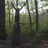 Deadly Roots - Giant Animatronic Haunted Tree