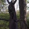 Deadly Roots - Giant Animatronic Haunted Tree