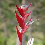 Desert Steel Heliconia Flower Standing Bird Feeder