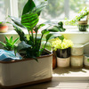 DewPlanter - Water Generating Planter