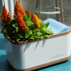 DewPlanter - Water Generating Planter