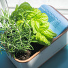 DewPlanter - Water Generating Planter