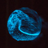 Dino Sphere - Bioluminescent Plankton Mini Aquarium