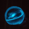 Dino Sphere - Bioluminescent Plankton Mini Aquarium