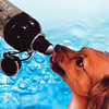 Dog Water Bottles