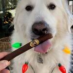 Doggie Cigars - Stogie-Shaped Sausage Treats for Dogs