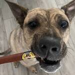 Doggie Cigars - Stogie-Shaped Sausage Treats for Dogs