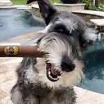 Doggie Cigars - Stogie-Shaped Sausage Treats for Dogs