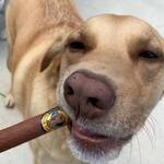 Doggie Cigars - Stogie-Shaped Sausage Treats for Dogs