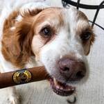 Doggie Cigars - Stogie-Shaped Sausage Treats for Dogs
