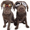Doggles - Stylish Protective Eyewear for Dogs