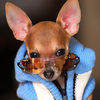 Doggles - Stylish Protective Eyewear for Dogs