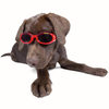 Doggles - Stylish Protective Eyewear for Dogs