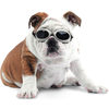 Doggles - Stylish Protective Eyewear for Dogs