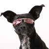 Doggles - Stylish Protective Eyewear for Dogs