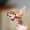 Doggles - Stylish Protective Eyewear for Dogs