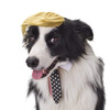 Donald Trump Wig Dog Costume