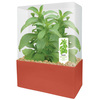 Dunecraft Stevia Sweet Leaf Plant Kit