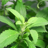 Dunecraft Stevia Sweet Leaf Plant Kit