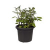 Easy Access Potato Pot Planter