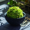 Eco Pochi Kokedama Moss Ball Pot