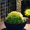 Eco Pochi Kokedama Moss Ball Pot