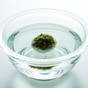 Eco Pochi Kokedama Moss Ball Pot