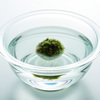 Eco Pochi Kokedama Moss Ball Ring