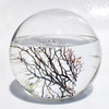 EcoSphere - Closed Aquatic Ecosystem