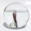 EcoSphere - Closed Aquatic Ecosystem