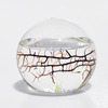 EcoSphere - Closed Aquatic Ecosystem