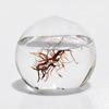 EcoSphere - Closed Aquatic Ecosystem