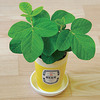 Edamame Growing Kit