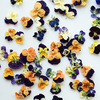 Edible Violas