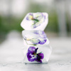 Edible Violas