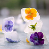 Edible Violas