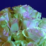 Eerie Glow-in-the-Dark Roses