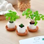 Egglings - Crack and Grow Planter Kits - Basil, Strawberry, and Cactus