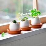 Egglings - Crack and Grow Planter Kits - Basil, Strawberry, and Cactus