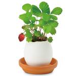 Egglings - Crack and Grow Planter Kits - Basil, Strawberry, and Cactus