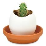 Egglings - Crack and Grow Planter Kits - Basil, Strawberry, and Cactus