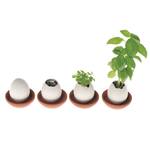 Egglings - Crack and Grow Planter Kits - Basil, Strawberry, and Cactus