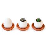 Egglings - Crack and Grow Planter Kits - Basil, Strawberry, and Cactus