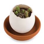 Egglings - Crack and Grow Planter Kits - Basil, Strawberry, and Cactus