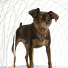 eiCrate - Modern Dog Crate