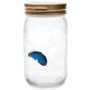 Electronic Butterfly in a Jar