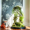 Enchanted Forest Terrarium Domes