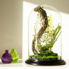 Enchanted Forest Terrarium Domes