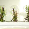 Enchanted Forest Terrarium Domes